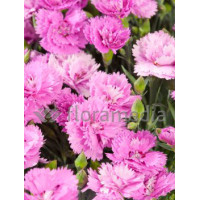 Goździk siny 'Orchid'