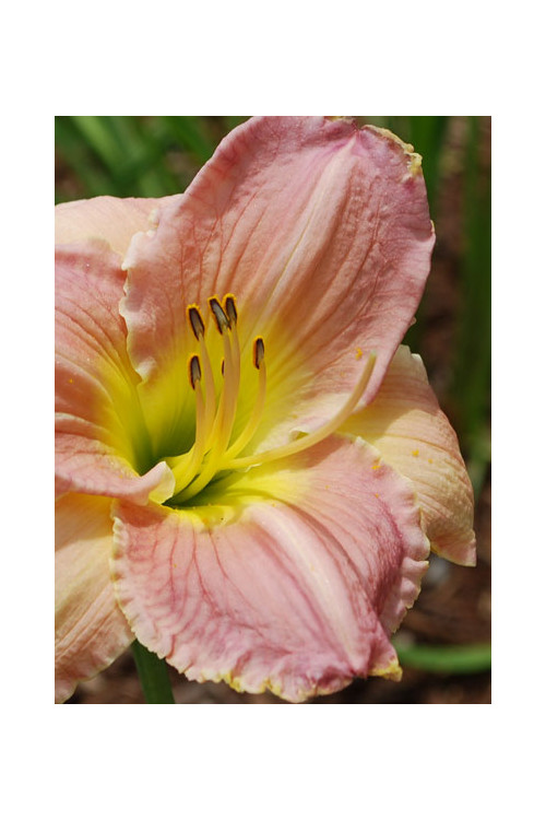 Liliowiec 'Big Blue' Hemerocallis