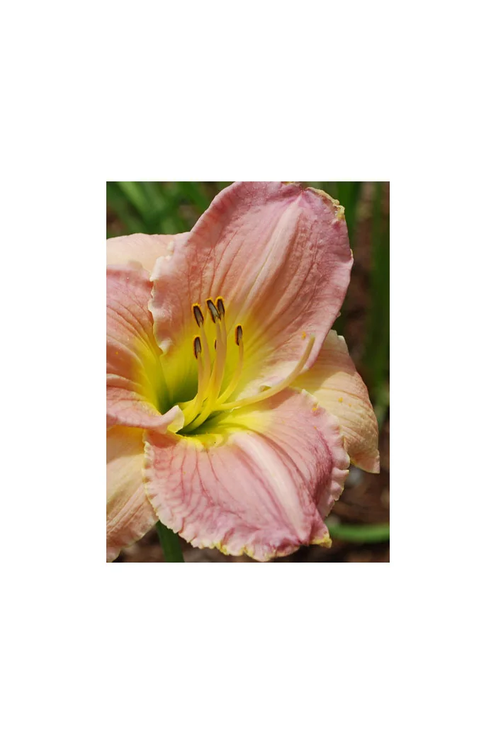 Liliowiec 'Big Blue' Hemerocallis