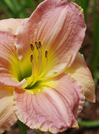 Liliowiec 'Big Blue' Hemerocallis