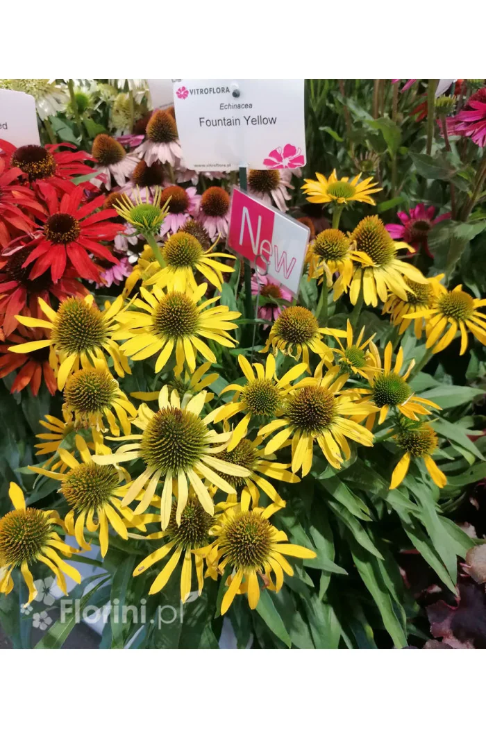 Jeżówka 'Fountain Yellow' Echinacea