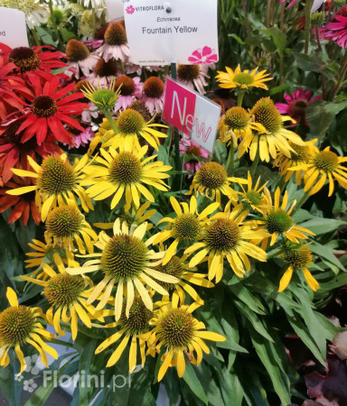 Jeżówka 'Fountain Yellow' Echinacea