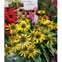 Jeżówka 'Fountain Yellow' Echinacea
