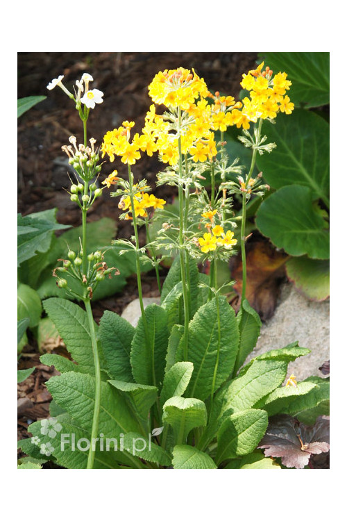 Pierwiosnek kwiecisty | Primula florindae