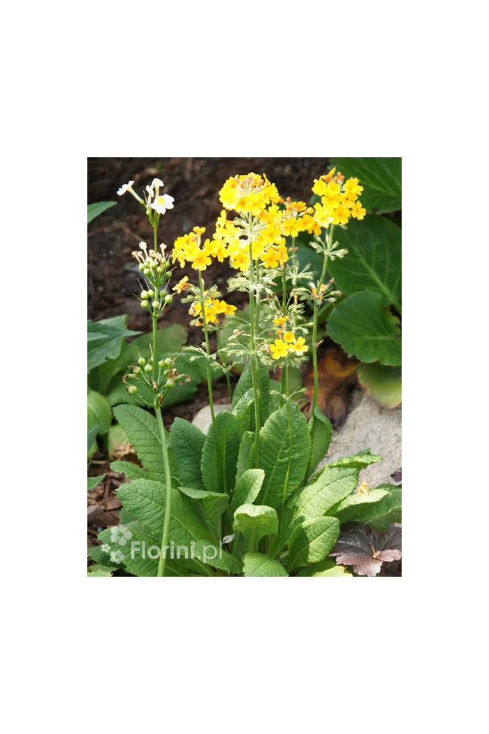 Pierwiosnek kwiecisty | Primula florindae