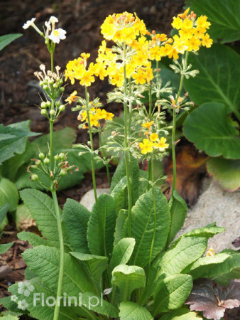 Pierwiosnek kwiecisty | Primula florindae