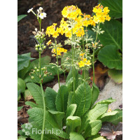 Pierwiosnek kwiecisty | Primula florindae