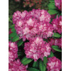 Rododendron 'Blurettia' Rhododendron