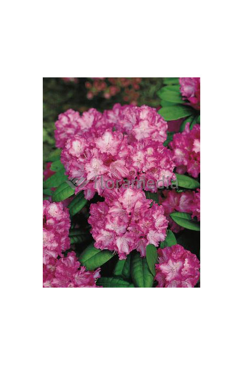 Rododendron 'Blurettia' Rhododendron