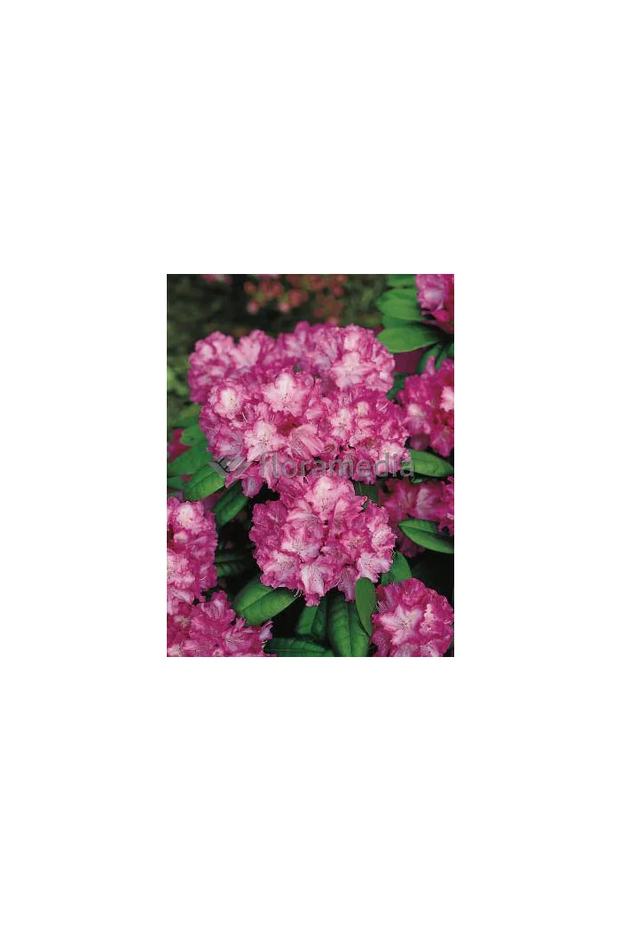 Rododendron 'Blurettia' Rhododendron