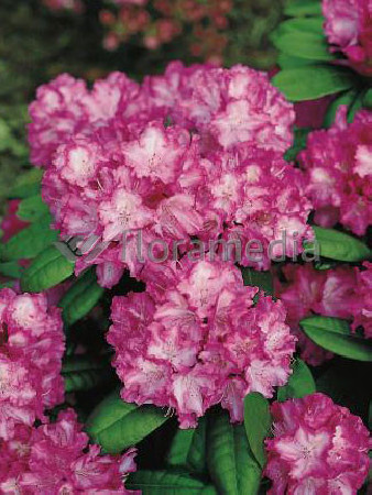 Rododendron 'Blurettia' Rhododendron