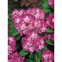 Rododendron 'Blurettia' Rhododendron