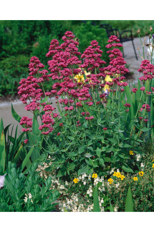 Ostrogowiec czerwony 'RosenRot' | Centranthus ruber