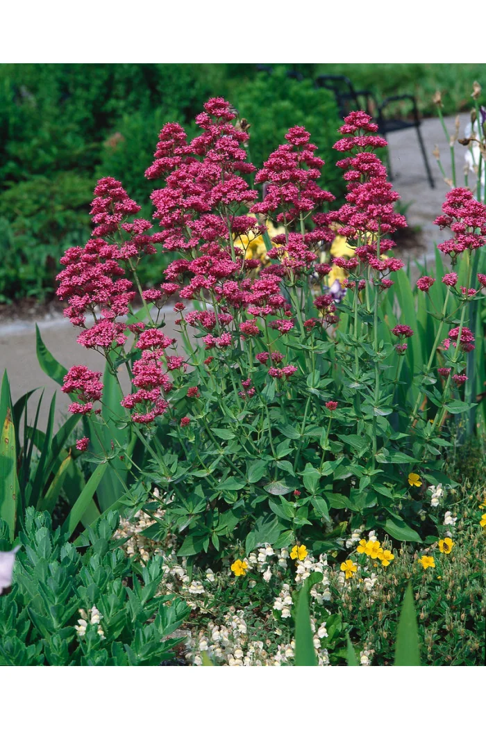 Ostrogowiec czerwony 'RosenRot' | Centranthus ruber
