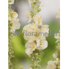 Dziewanna 'Spica' Verbascum hybrid