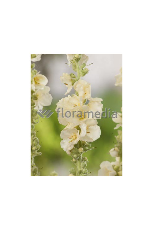 Dziewanna 'Spica' Verbascum hybrid