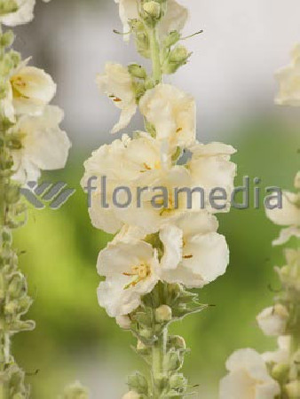 Dziewanna 'Spica' Verbascum hybrid