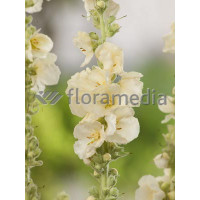 Dziewanna 'Spica' Verbascum hybrid