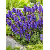 Szałwia omszona 'Blue Marvel' Salvia nemorosa