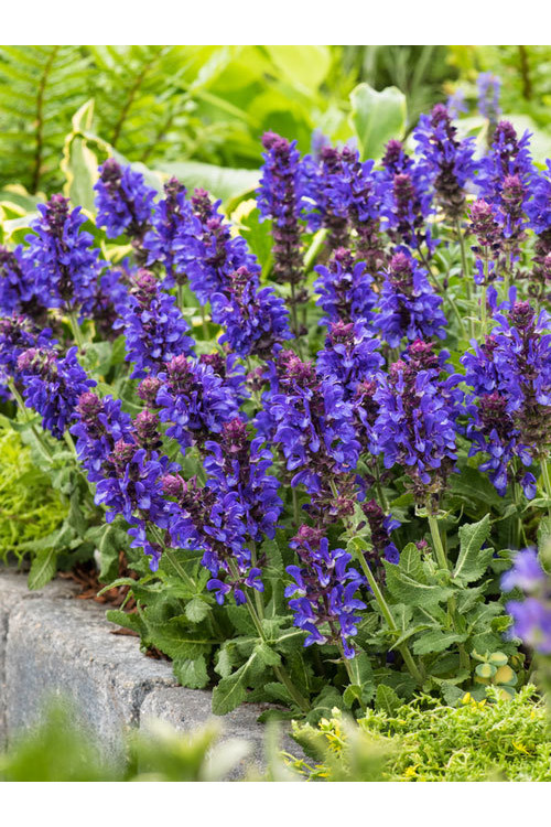 Szałwia omszona 'Blue Marvel' Salvia nemorosa