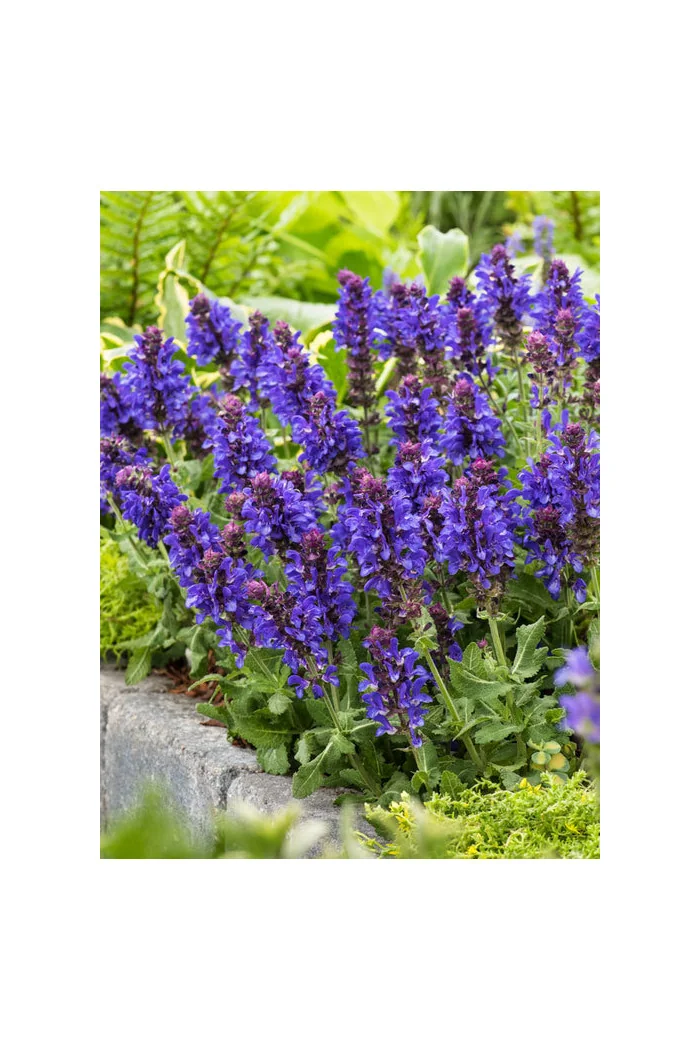 Szałwia omszona 'Blue Marvel' Salvia nemorosa