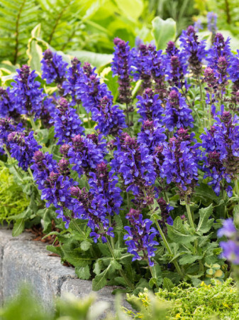 Szałwia omszona 'Blue Marvel' Salvia nemorosa