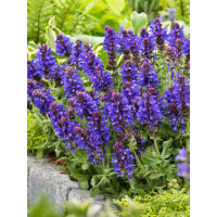 Szałwia omszona 'Blue Marvel' Salvia nemorosa