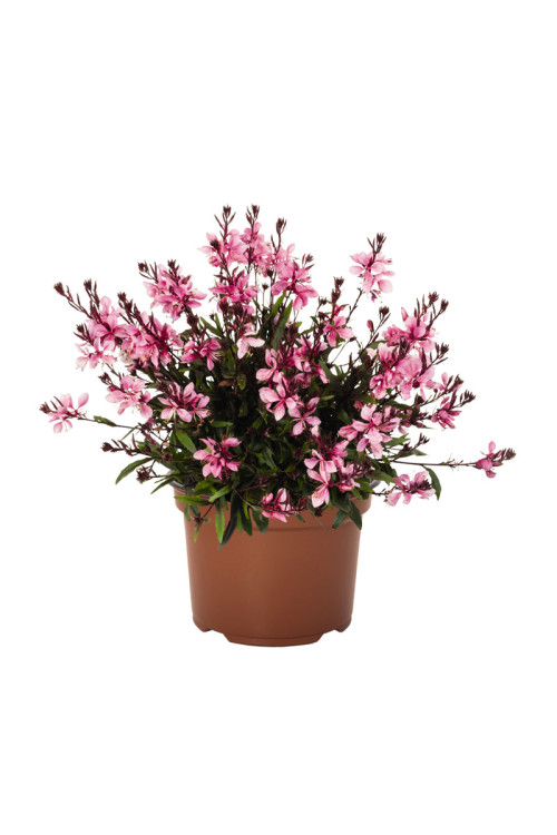 Gaura 'Graceful Pink' | Gaura