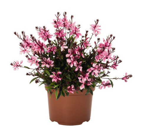 Gaura 'Graceful Pink' | Gaura
