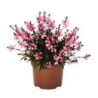 Gaura 'Graceful Pink' | Gaura