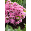 Azalia japońska 'Kermesina Rosea' | Rhododendron obtusum