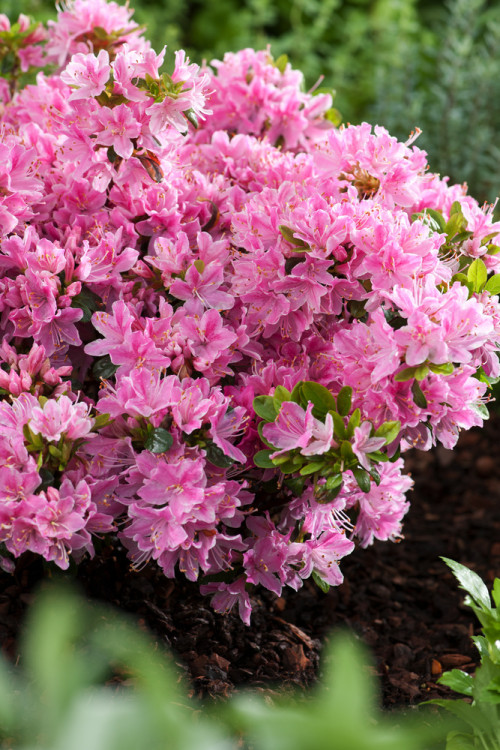 Azalia japońska 'Kermesina Rosea' | Rhododendron obtusum