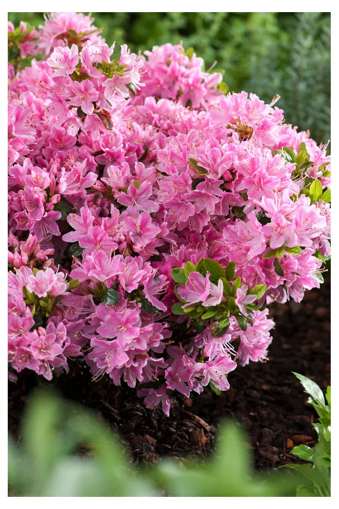 Azalia japońska 'Kermesina Rosea' | Rhododendron obtusum