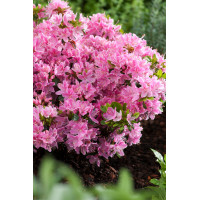 Azalia japońska 'Kermesina Rosea' | Rhododendron obtusum