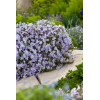 Floks szydlasty 'Emerald Cushion Blue' | Phlox subulata