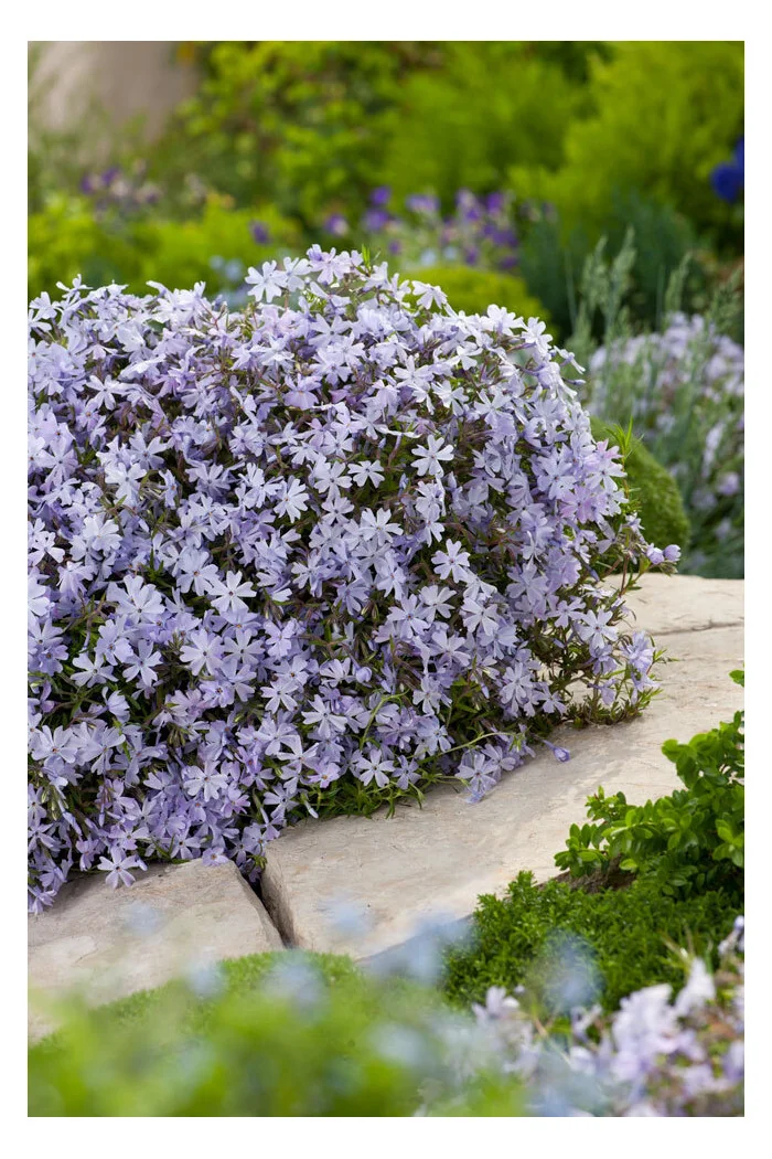 Floks szydlasty 'Emerald Cushion Blue' | Phlox subulata