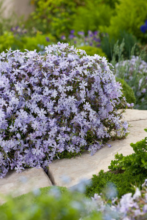 Floks szydlasty 'Emerald Cushion Blue' | Phlox subulata