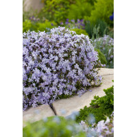 Floks szydlasty 'Emerald Cushion Blue' | Phlox subulata