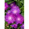 Stokezja gładka 'Amethyst' | Stokesia laevis
