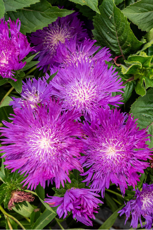 Stokezja gładka 'Amethyst' | Stokesia laevis