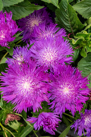 Stokezja gładka 'Amethyst' | Stokesia laevis