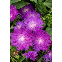 Stokezja gładka 'Amethyst' | Stokesia laevis
