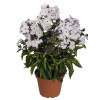 Floks wiechowaty 'Flame Marine' Phlox