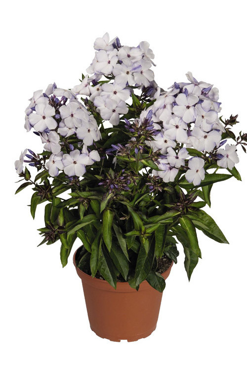 Floks wiechowaty 'Flame Marine' Phlox