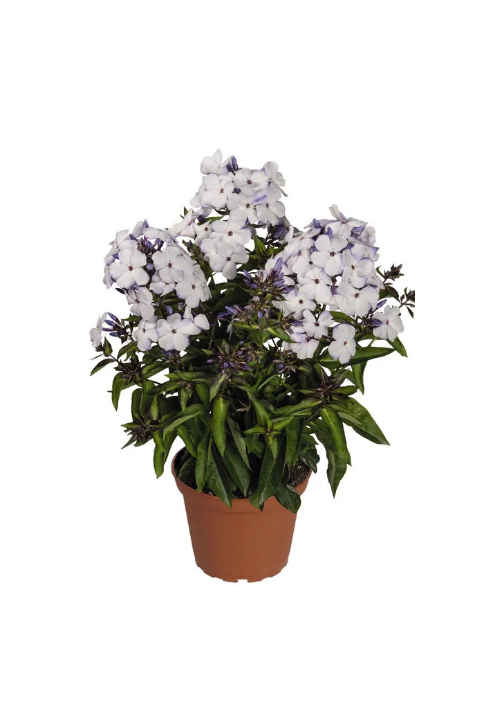 Floks wiechowaty 'Flame Marine' Phlox