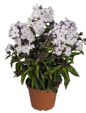 Floks wiechowaty 'Flame Marine' Phlox