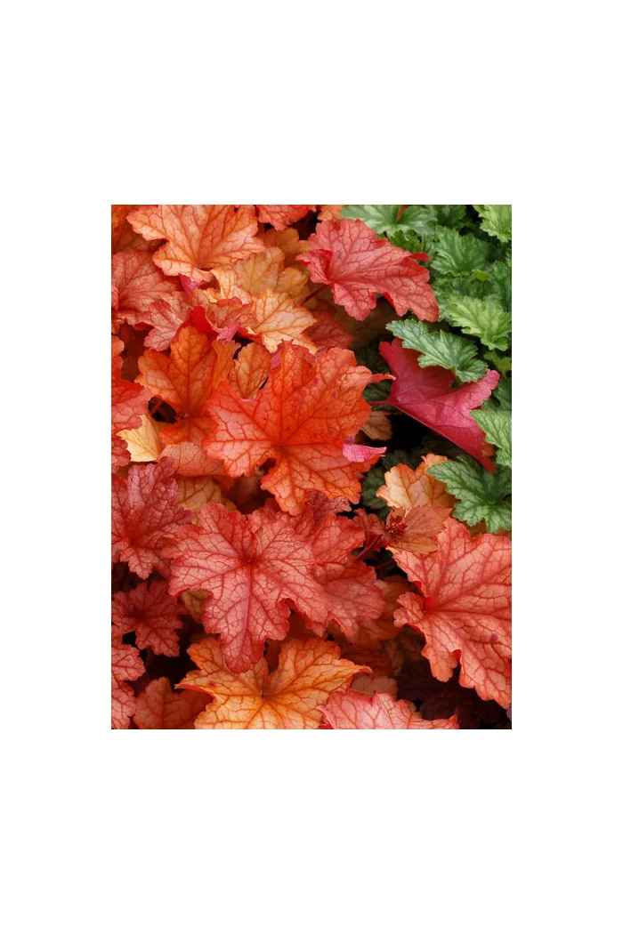 żurawka, żurawka Paprika, heuchera