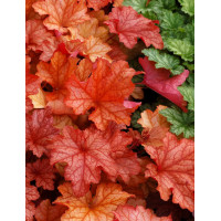 żurawka, żurawka Paprika, heuchera