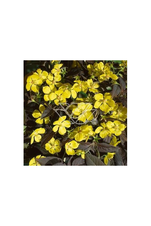 tojeść, tojeść Fire Cracker, Lysimachia