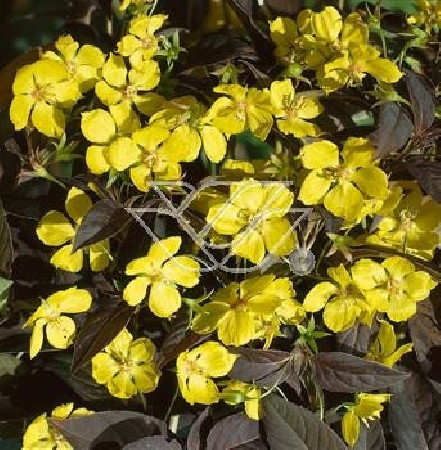 tojeść, tojeść Fire Cracker, Lysimachia